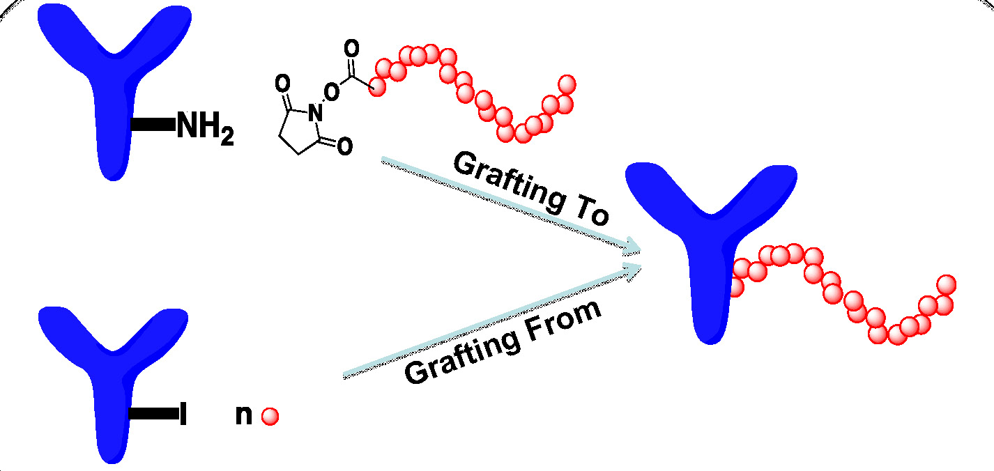 What are polymers of protein made of?